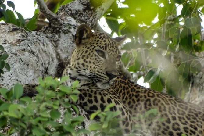Jeep Safari at Kumana National Park - What the Reviews Say