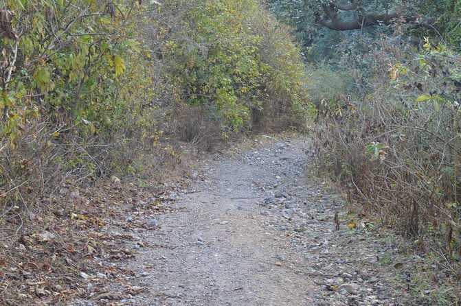 Jharipani Waterfall and Picnic Half day Hike - Who Should Book This Experience?