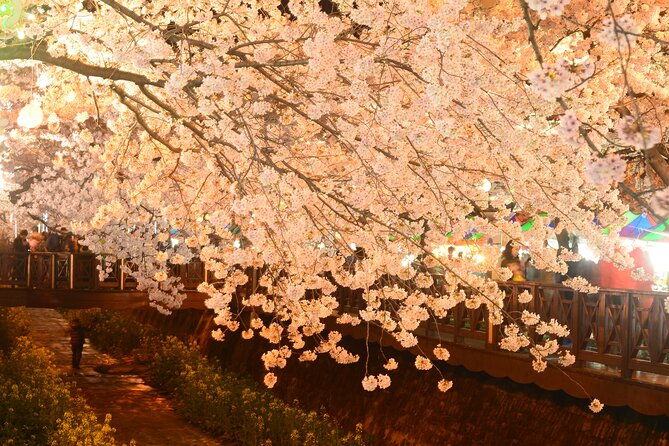 Jinhae Cherry Blossom Day trip from Busan - A Spring Adventure! - Detailed Breakdown of the Itinerary