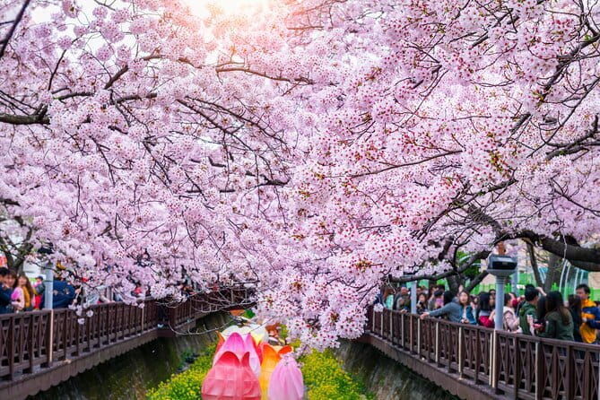 Jinhae Cherry Blossom-Yeojwacheon & Gyeonghwa St. Tour from Busan - What Reviewers Say: Real Experiences & Insights