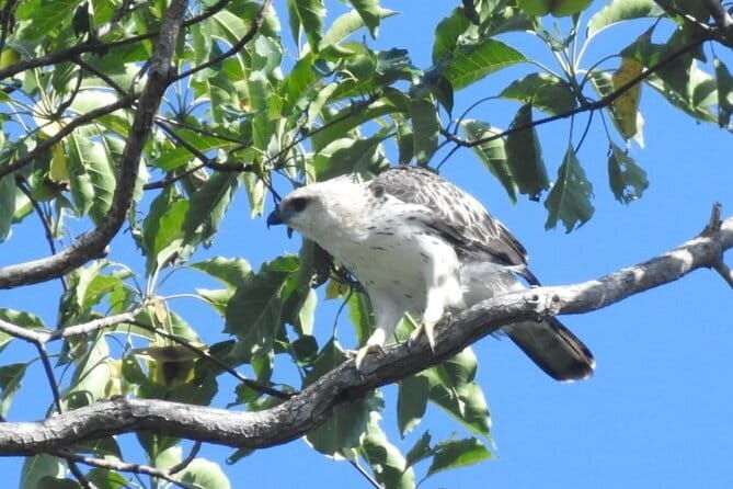 Kalapathar Sunrise, Birdwatching and Village Tour - Authentic Experiences and Real Traveler Insights