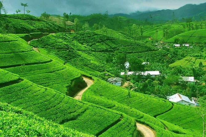 Kandy and Pinnawala Private Day Tour from Colombo - Who Should Consider This Tour?