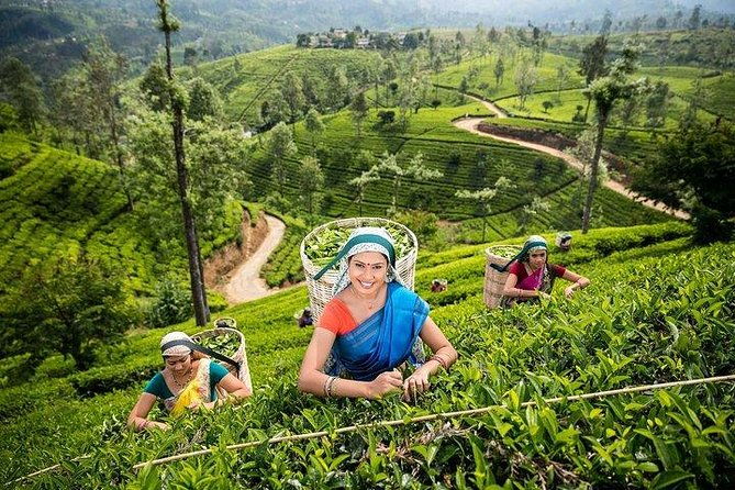 Kandy Private Day Tour Ahungalla/Kosgoda/Bentota/Beruwala/Kaluthara - Authentic Insights from Past Travelers