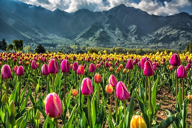 Kashmir Tulip Festival - The Value and Who Should Consider This Tour