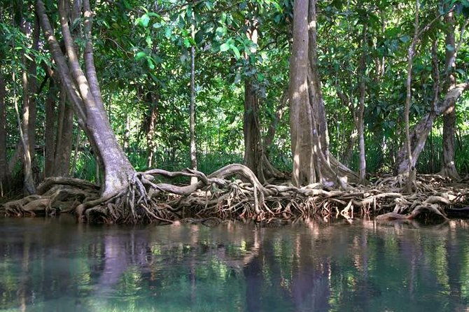 Kayaking in Ao Thalane - Discover the Mangrove life - The Experience Itself