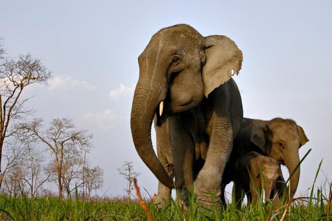 Kaziranga Indian Big Five Wildlife Tour - Detailed Day-by-Day Breakdown