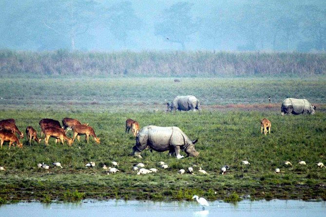 Kaziranga National Park & Guwahati - Day 3: Morning Safari and Cultural Evening