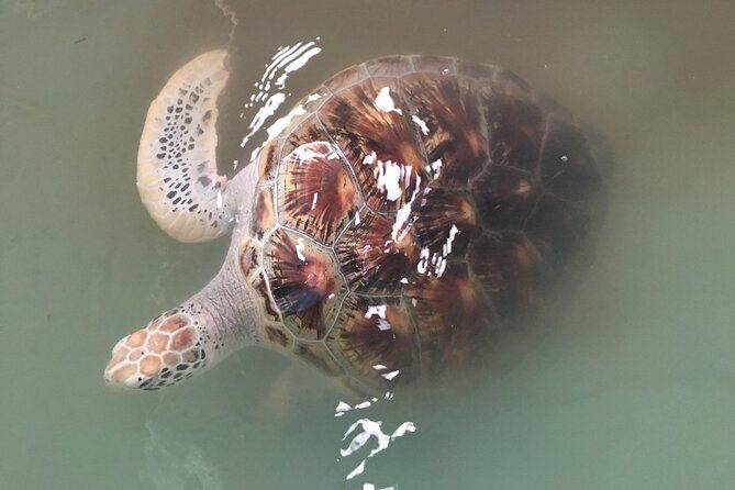 Khao Lak Eco-Safari: Elephants, Tsunami Museum, and Turtles - Practical Details: What to Expect and What to Keep in Mind