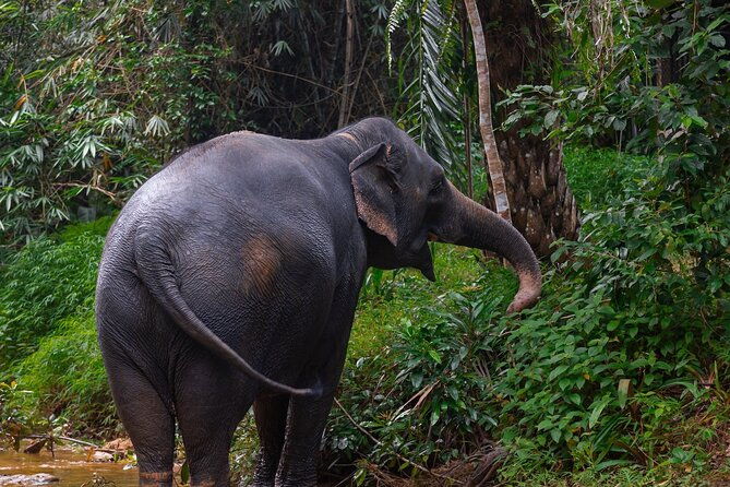 Khao Lak Elephant Sanctuary Full Day Small Group Tour - What Makes This Tour Stand Out?