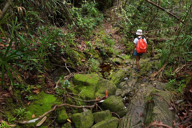 Khao Sok Rainforest | Hiking & Bamboo Rafting - A Deep Dive into the Khao Sok Rainforest Tour