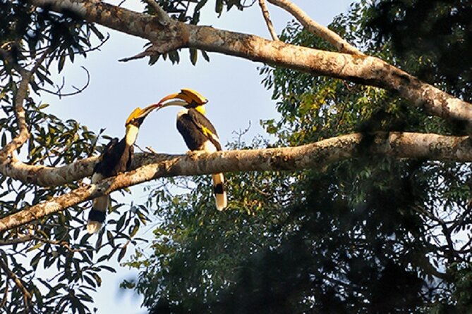 Khaosok Jungle Exploration from Khaolak - Why This Tour Stands Out