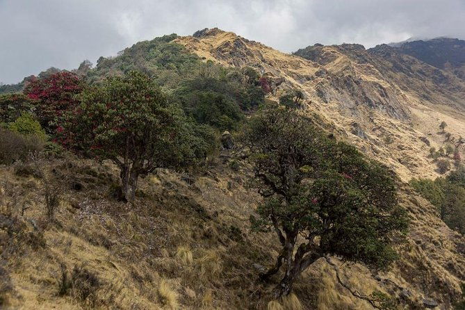 Khopra Danda Trek - Authentic Experiences and Practical Details