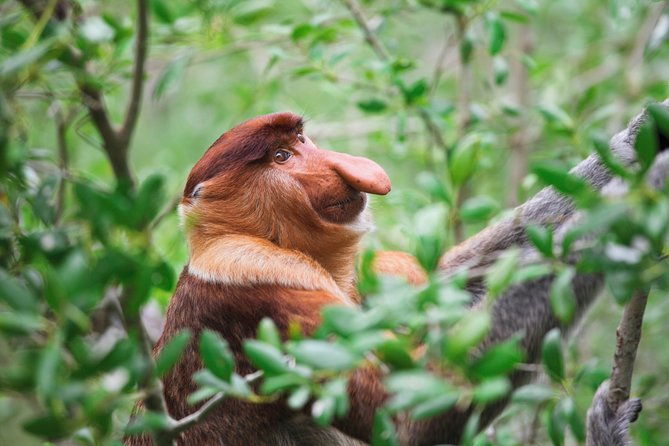 Klias Wildlife Safari River Cruise - Proboscis Monkey & Fireflies - Why We Think This Tour Is Worth Considering