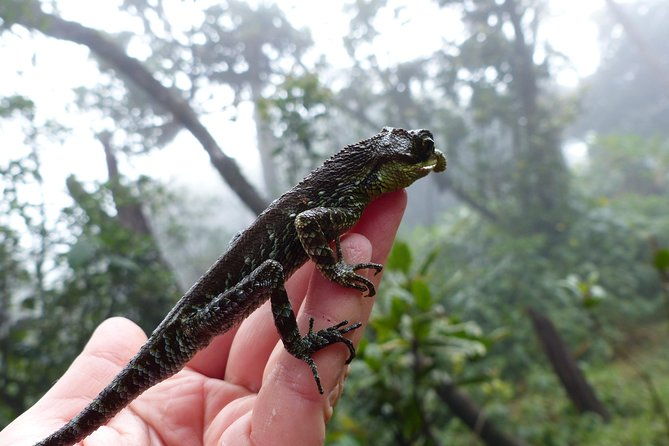 Knuckles Leopard trail Trek from Kandy - The Experience of a Private Guided Trek