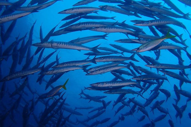 Koh Samui 2-Dive Trip to Sail Rock for certified divers - The Logistics and Practicalities