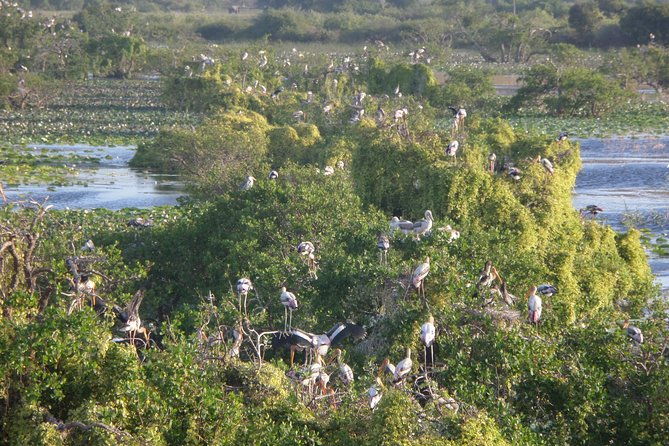 Kumana National Park Wildlife Safari - Who Will Love This Tour?
