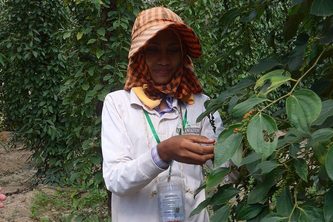 La Plantation tour (discovering Kampot Pepper) + Lunch - Who Should Consider This Tour?