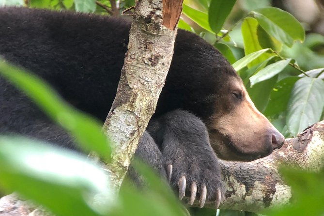 Labuk Proboscis, Sepilok, Sun Bear, Sandakan City Tour & Lunch - Who This Tour Is Best For