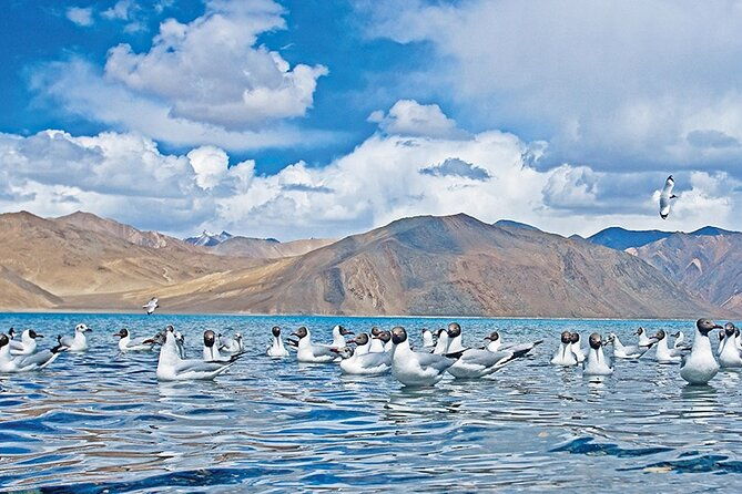 Leh to Pangong Lake with Overnight in Camp/ Guest-house - Reaching the Crown Jewel: Pangong Tso