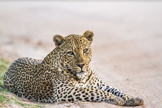 Leopard Half Day Yala National Park Eleven Safari - The Itinerary in Detail