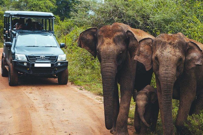 Leopard Safari Tour in Yala National Park - What Makes This Tour Stand Out?  