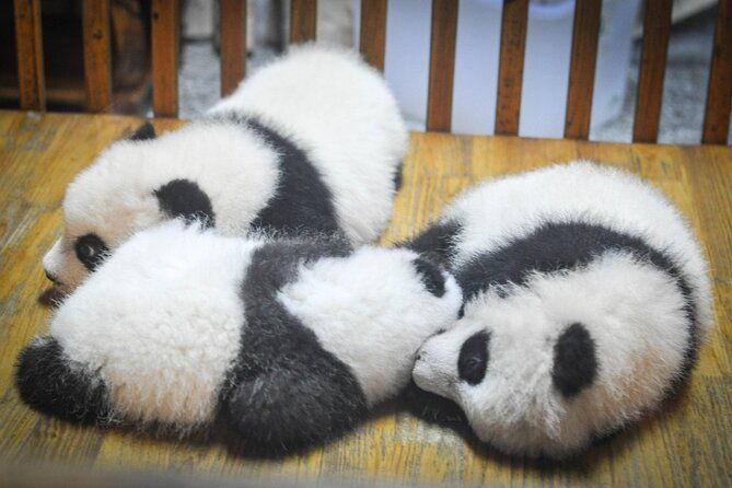 LIVE Streaming: Meet Pandas at Chengdu Research Base of Giant Panda Breeding - The Value of a Guided Live Tour