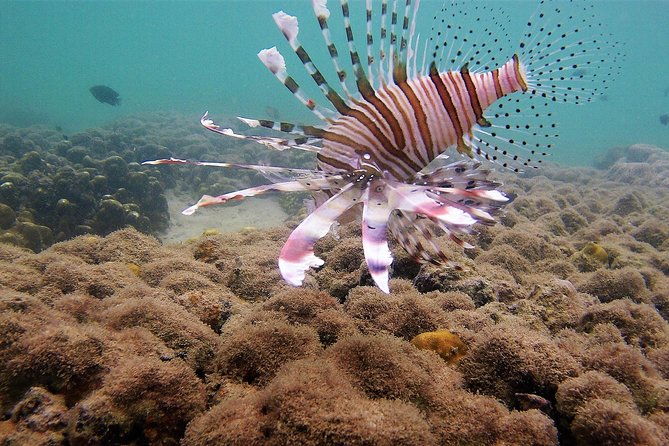 Local Reef Snorkelling and Deserted Beach - Visiting Mangrove Forests and Fishing Villages