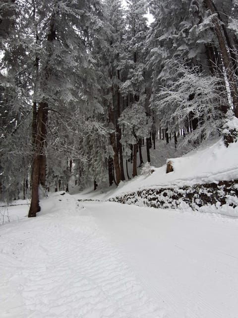 Lucerne: Private Snowshoe Tour - What’s Included and What to Expect