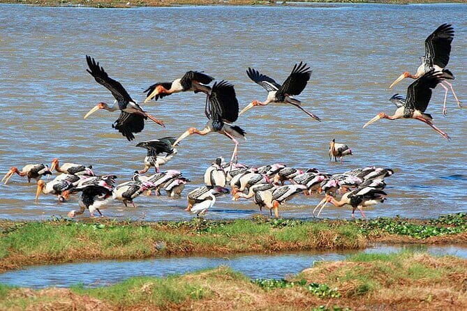 Luxury safari to minneriya national park - An In-Depth Look at the Safari Experience