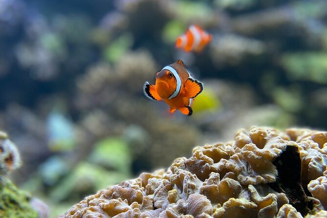 Maafushi: Full Day Snorkeling and Island Hopping Experience - What You Can Expect During the Tour