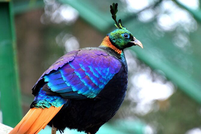 Manali Tour Package - Day 3: Embracing Adventure at Solang Valley