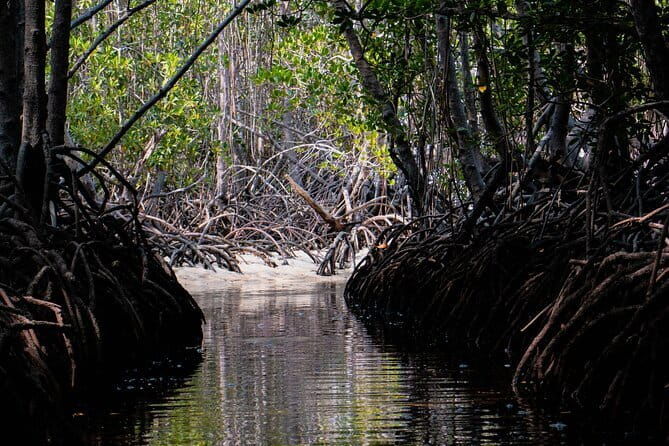 Mangrove Reforestation and Exploration around the Nusa Islands - Why This Tour Matters for Travelers