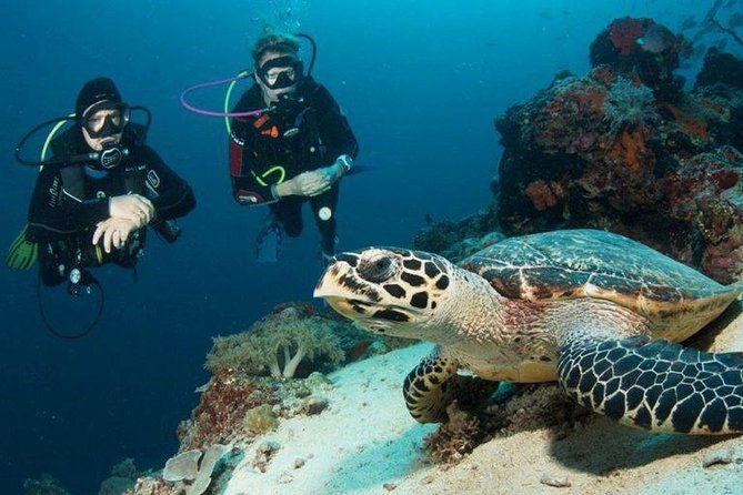 Menjangan Island Bali Diving Activity - What’s Included and What to Consider