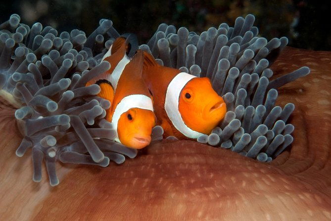 Menjangan island for Certified Scuba Divers full day boat trip, 2 dives + lunch - The Bottom Line: Who is This Tour For?