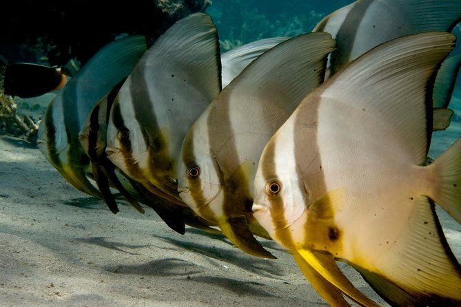 Menjangan island snorkeling full day boat trip - What Makes This Tour Stand Out