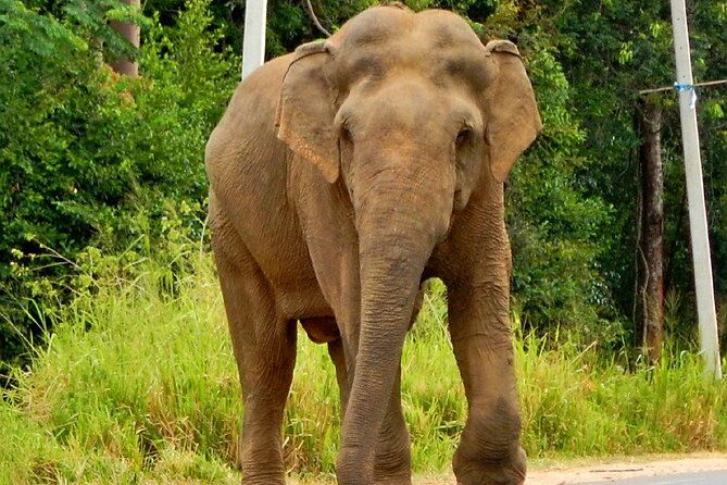 Minneriya National Park Elephant Safari - Who Should Consider This Tour?