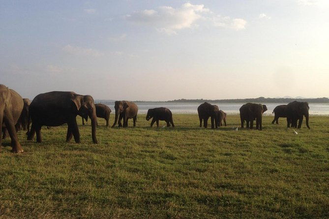Minneriya National Park private safari - Why Choose the Minneriya National Park Private Safari?