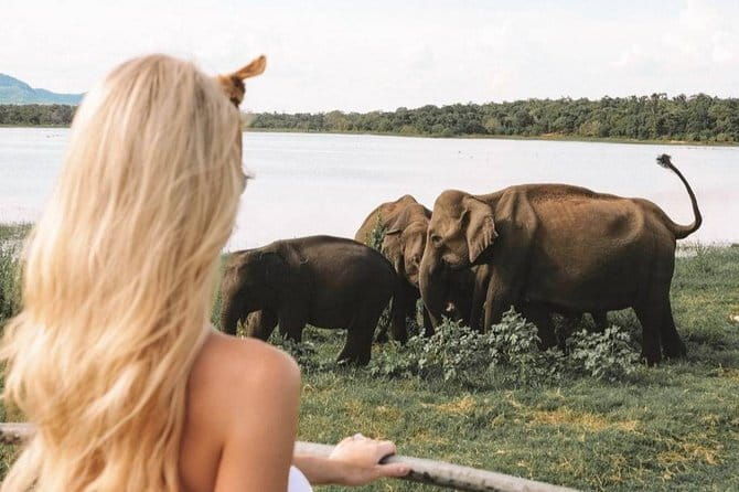 Minneriya National Park Private Safari - Is This Tour for You?