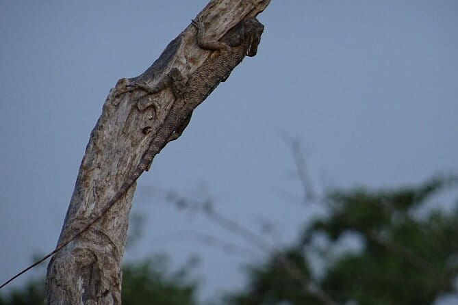 Minneriya National Park Safari | Jeep with Tickets - Why Choose This Safari?
