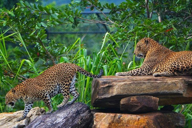 Mirissa To Ella Via Udawalawe Safari With Holiday Walkers Sri Lanka - Authentic Experiences and Reviewer Insights