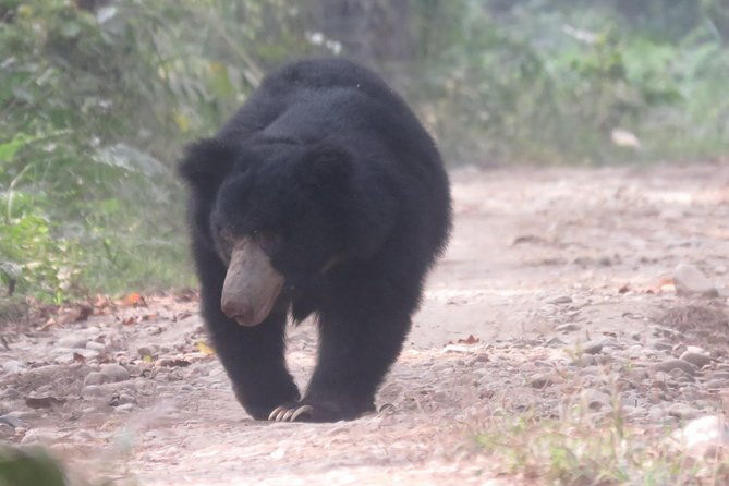 Mission Tiger, 4 days tour inside Chitwan National Park. - The Itinerary: What to Expect Day by Day