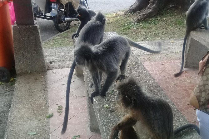 Monkey Hill, Eagle &Firefly Tour+Free Batu Caves Visit. - A Detailed Look into the Monkey Hill, Eagle & Firefly Tour