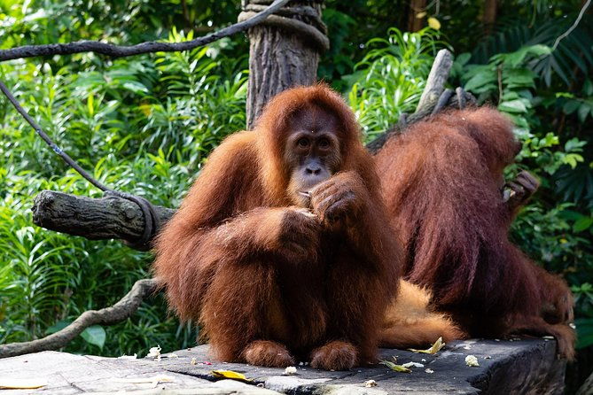 Morning at the Zoo with 1-way Transfer (Free & Easy) - The Experience: What’s the Real Value?