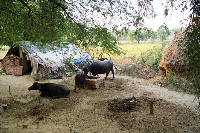 Mughal Heritage Walk in Kachhpura Village around Taj Mahal - FAQ