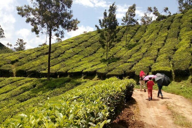 Munnar Tea Plantation Evening walking with Sunset View - The Detailed Itinerary: What to Expect