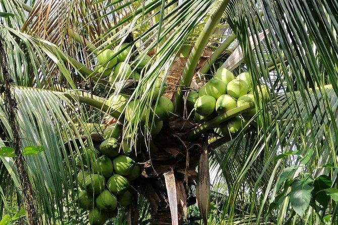 Must-see: A day to Cuchi Tunnels & Mekong Delta - Practicalities and Value