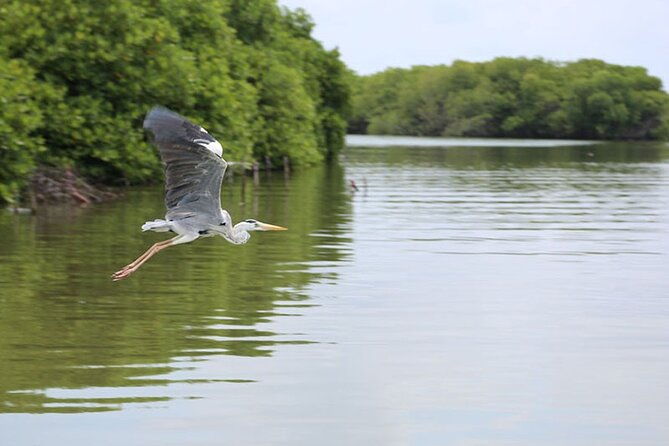Muthurajawela Bird Watching Tour from Negombo / Colombo - What to Expect from the Itinerary