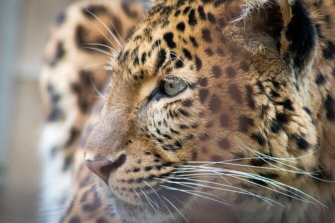 Narlai Leopard Safari and Village Walk - Practical Aspects and Considerations