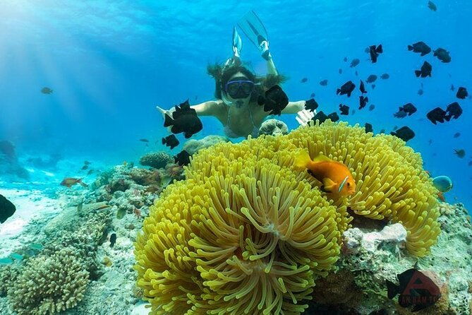 Nha Trang Bay: Explore Half-day Snorkeling at Mun Island - Detailed Breakdown of the Tour Experience