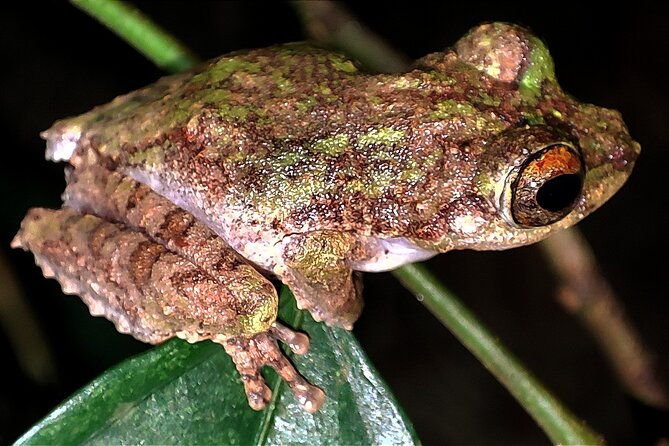 Night Froggy Adventure at Kubah National Park - Final Thoughts